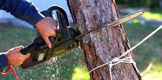 How Our Tree Care Process Works  in  Charlotte Park, FL