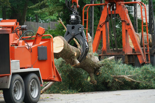 Professional Tree Services in Charlotte Park, FL